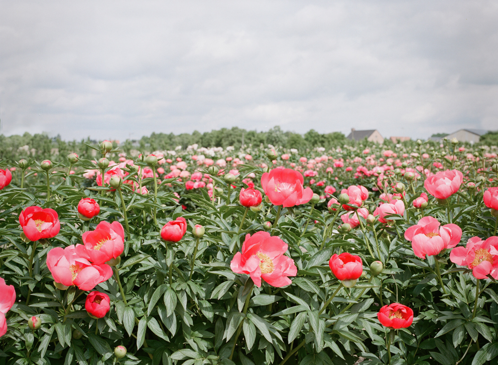 peonies-002