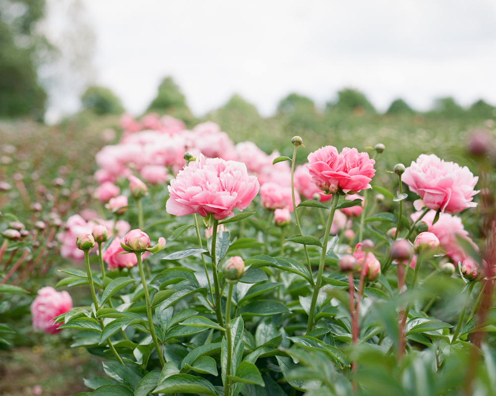 peonies-011