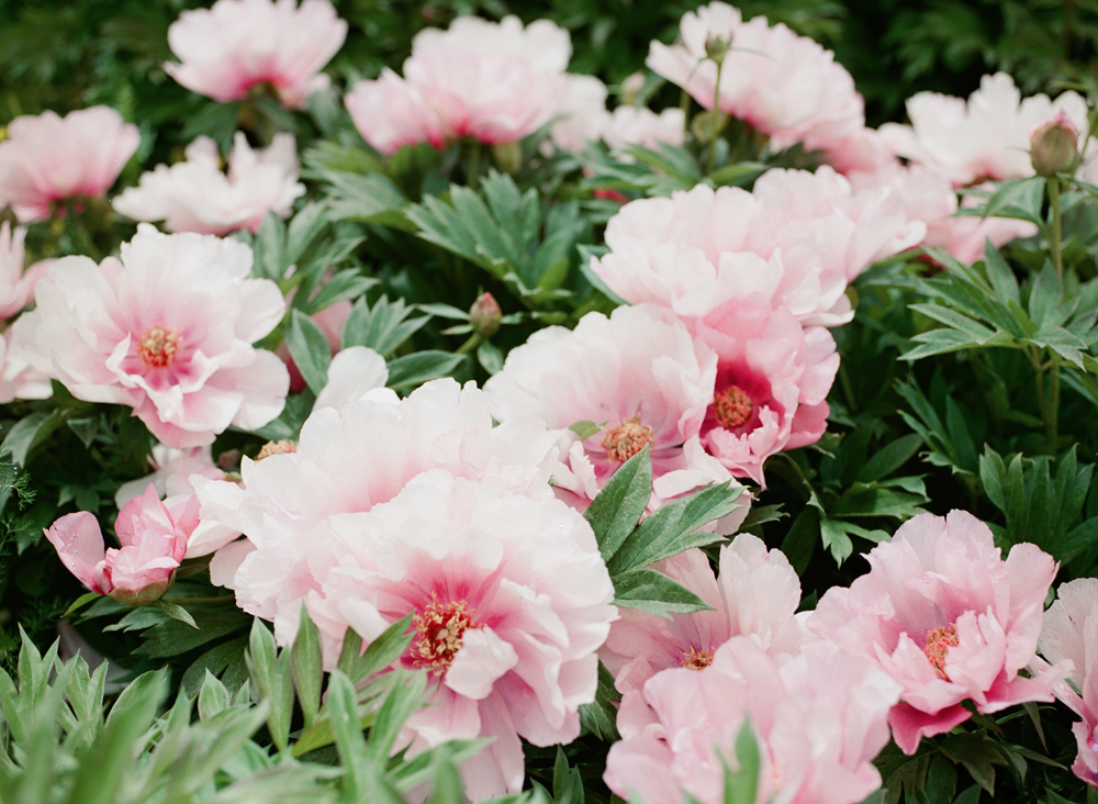 peonies-013