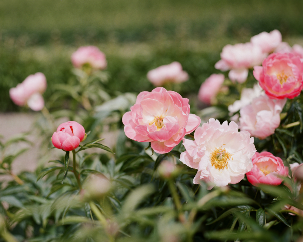 peonies-015