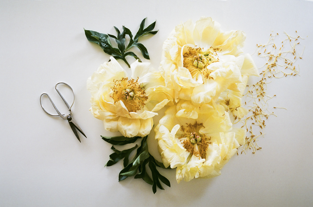 peonies-018