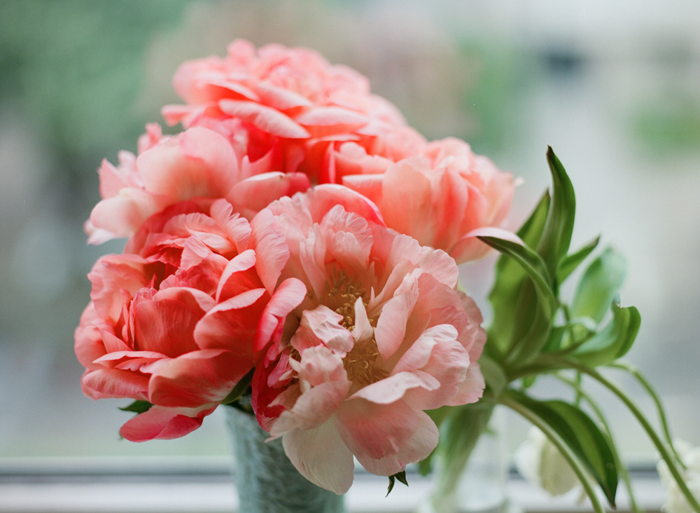 peonies-021